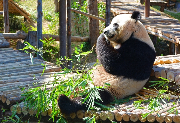 Panda im Zoo von Chiang Mai